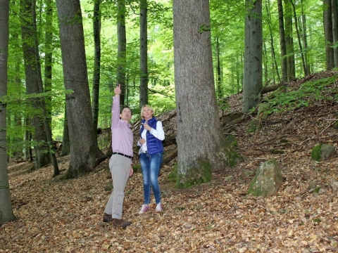 zum Vergrößern klicken