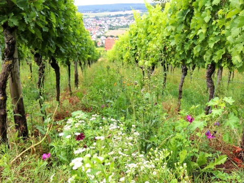 zum Vergrößern klicken